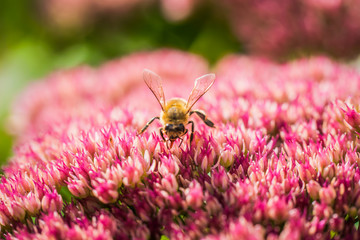 Honey bee collects nectar from a flower
