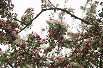 blooming cherry tree in spring