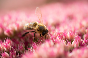 Honey bee collects nectar from a flower