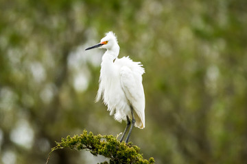 Snowy Egret, Egretta thula, a small white heron looks graceful in delicate whispy plumage on green branch and background