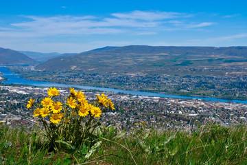 Arnica flowers and city view. Balsamroot on hill above the river and city. Wenatchee. Washington. United States of America