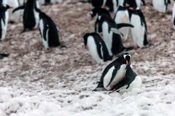 Fototapeta premium Gentoo Penguins Mating