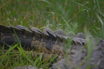 Nile crocodile