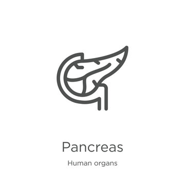 pancreas icon vector from human organs collection. Thin line pancreas outline icon vector illustration. Outline, thin line pancreas icon for website design and mobile, app development.
