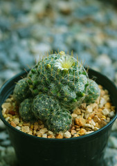  Cactus that bloom white Flowers and plants in nature Used as a background image