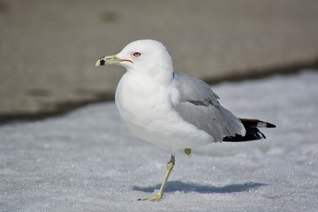 Beautiful seagull on the snow