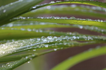 Naklejka premium drops on green leaf