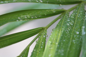 green leaf with water drops
