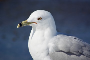 Beautiful seagull on the snow