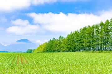 すがすがしい十勝平野