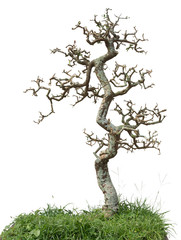 Bonsai pine tree. Isolated on white background