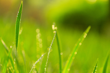 close-up of grass on green color bokeh, beautiful bokeh background, green color image