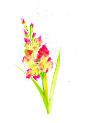Watercolor illustration of a beautiful gladiolus flower surrounded by abstract pollen drops. Isolated on white background