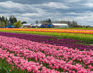 field of tulips