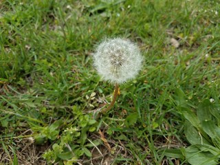 white dandelion seeds on weed with green grass