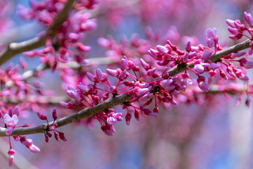 Redwood tree bloom