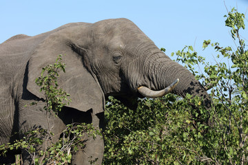 Afrikanischer Elefant / African elephant / Loxodonta africana