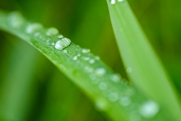 Closeup Drops of water on green leaf, the nature view in the garden at summer.