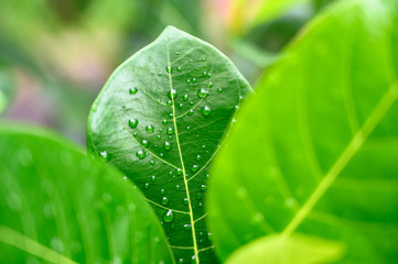 Closeup Drops of water on green leaf, the nature view in the garden at summer.