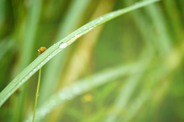 Closeup Drops of water on green leaf, the nature view in the garden at summer.