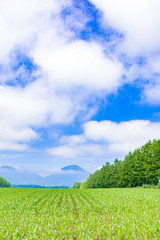 すがすがしい十勝平野