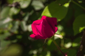 Obraz premium Pink Rose