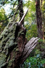 .......折れた木のある森の風景、縦長写真