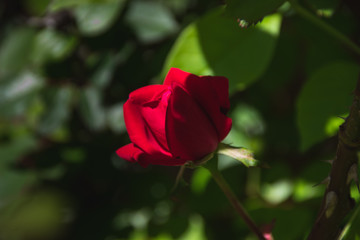 Obraz premium Red Rose