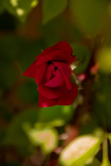 Fototapeta premium Red Rose