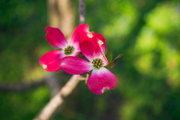 Fototapeta na wymiar Pink dogwood flowers blooming in the Spring