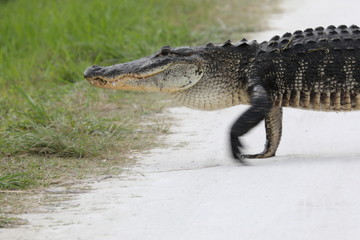 Gator