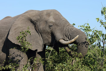 Afrikanischer Elefant / African elephant / Loxodonta africana