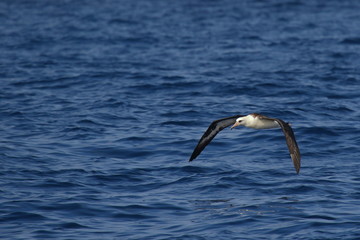 Fototapeta na wymiar Laysan Albatross soaring over the waves