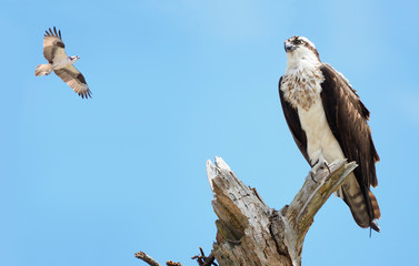 Closeup of a Lone Osprey Perched on a Dead Tree as another Flies by in the Distance
