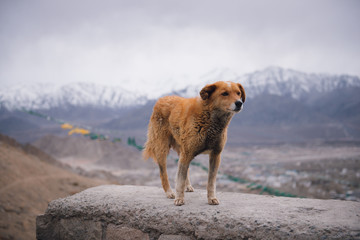 Portrait of homeless dog standing at the top of the rock with beautiful mountain in background. Dog on the background of a natural landscape