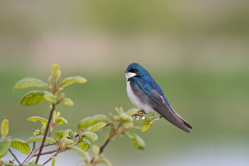 Tree Swallow perched on a tree branch