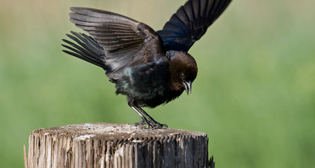 Male Brown-headed Cowbird displaying on a fence post