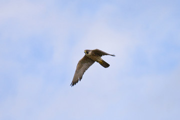 Peregrine Falcon in flight