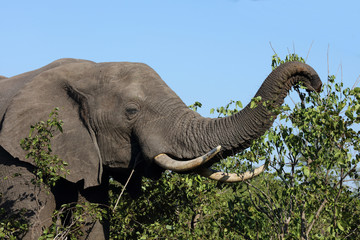 Afrikanischer Elefant / African elephant / Loxodonta africana
