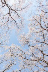 Cherry trees in full bloom covering blue sky