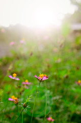 Small wild flower in summer time season