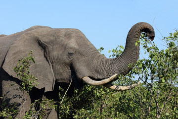 Afrikanischer Elefant / African elephant / Loxodonta africana