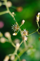 Vintage flower grass closeup