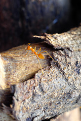 Closeup of ants life