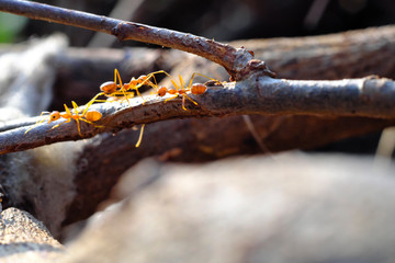 Closeup of ants life