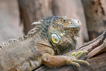 iguana on a branch