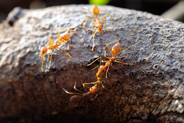 Closeup of ants life