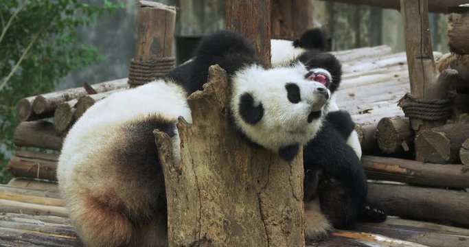 Three pandas disporting themselves on wooden stake. One baby panda sitting in decayed stake. Another baby panda playing with giant panda. lovely giant panda family having fun together