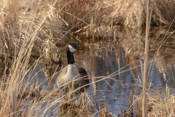 Canada geese on the nesting area