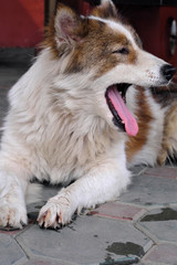 Lovely Thai breed dogs with various gestures